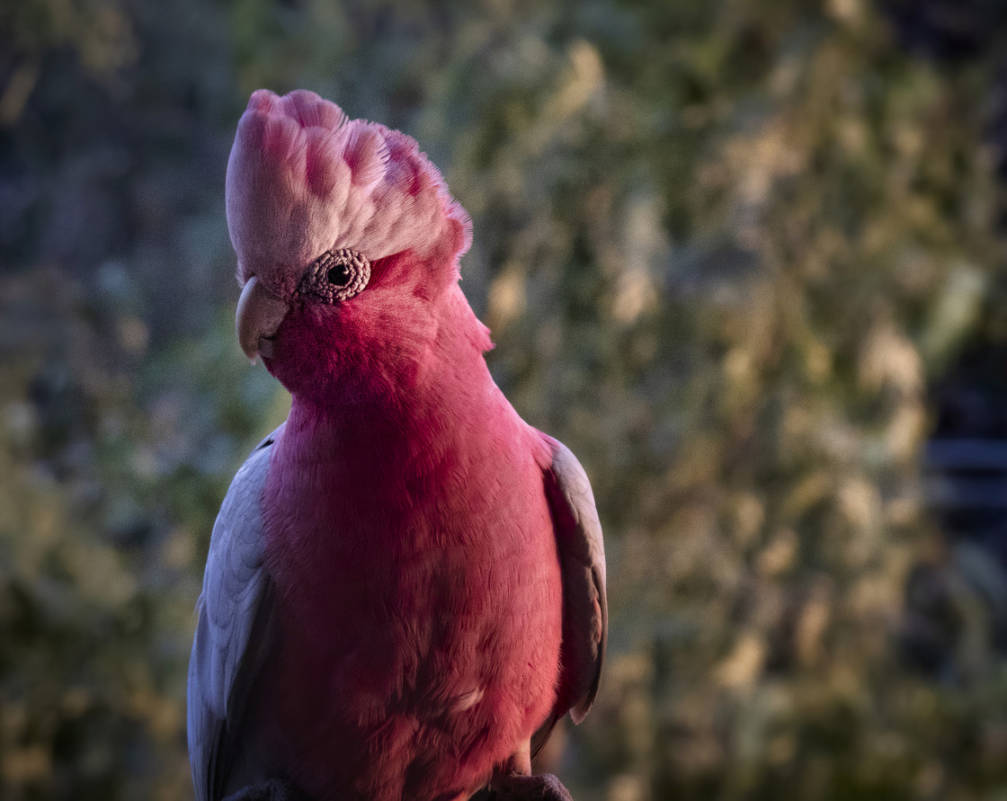 "Galah Portrait" stock image