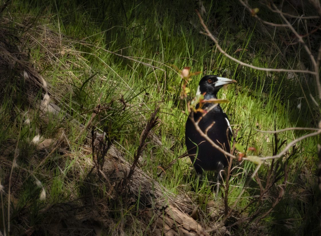 "Australian Magpie in a Patch of Sunset" stock image