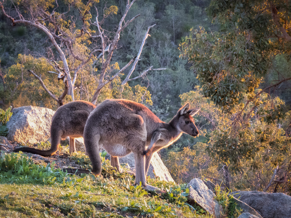 "Sunset Kangaroo" stock image