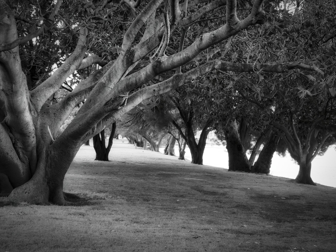 "Trees by the River" stock image