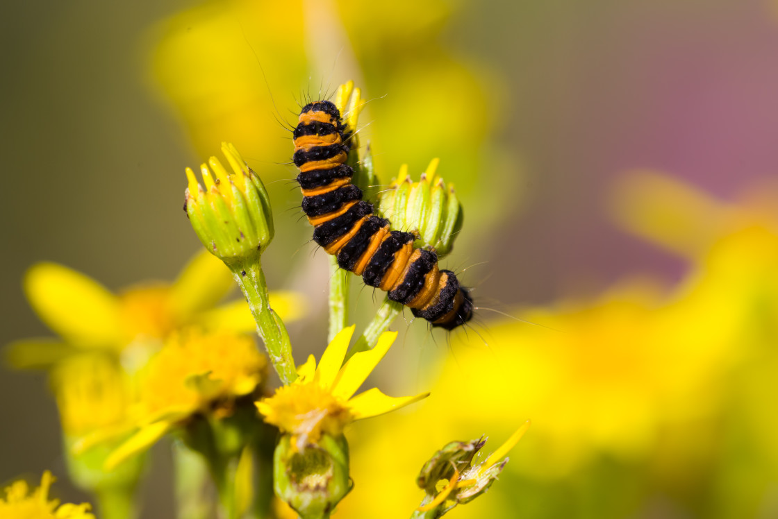 "Cinnabar Moth Caterpillar" stock image