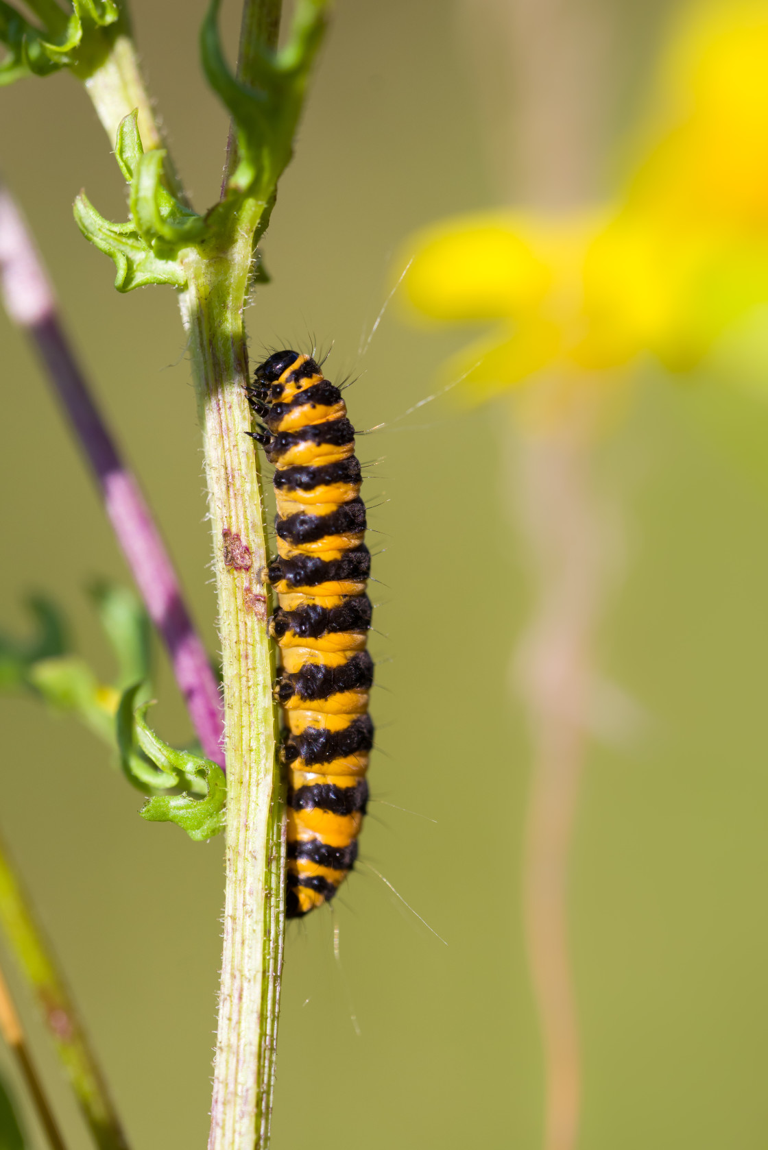 "Cinnabar Moth Caterpillar" stock image