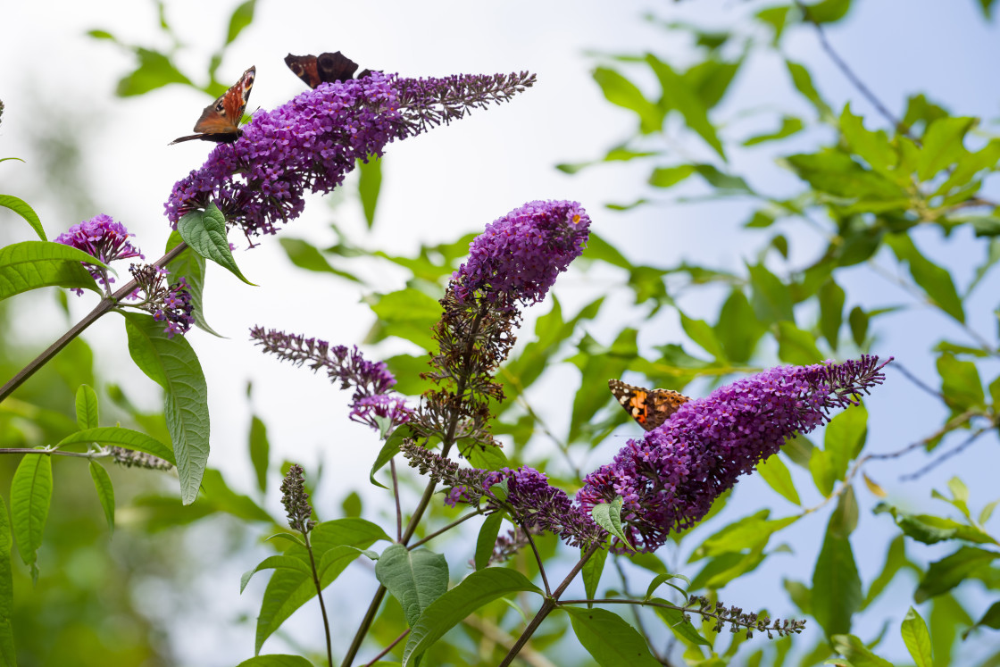 "Butterfly Bush" stock image