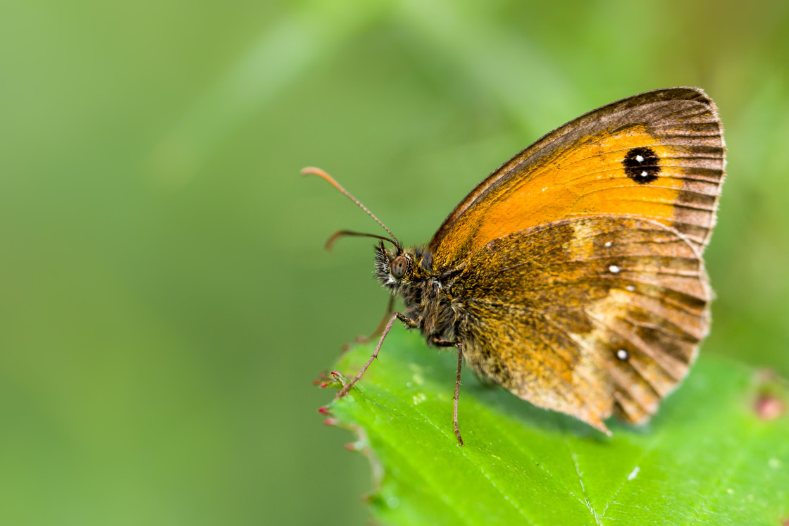 "Gatekeeper" stock image