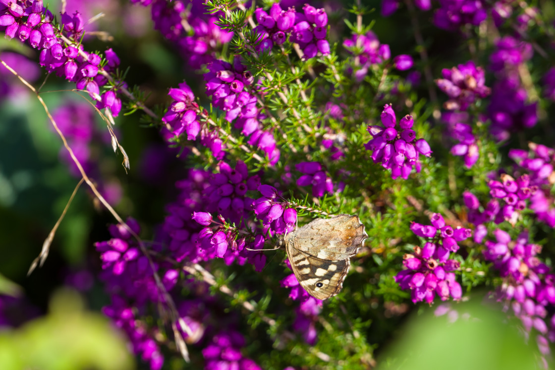 "Speckled Wood on Heather Flowers" stock image