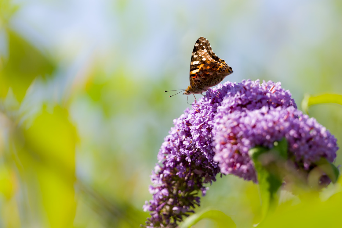 "Painted Lady Butterfly" stock image