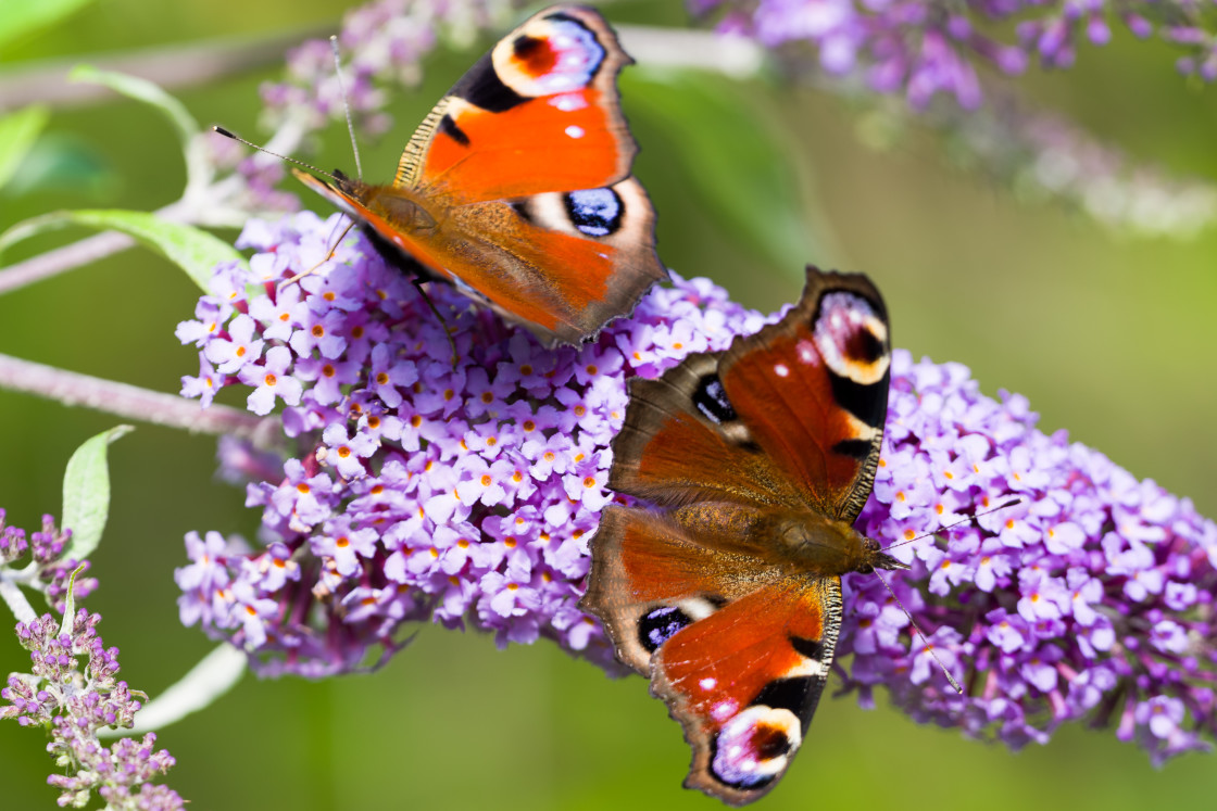 "Peacock Butterflies" stock image