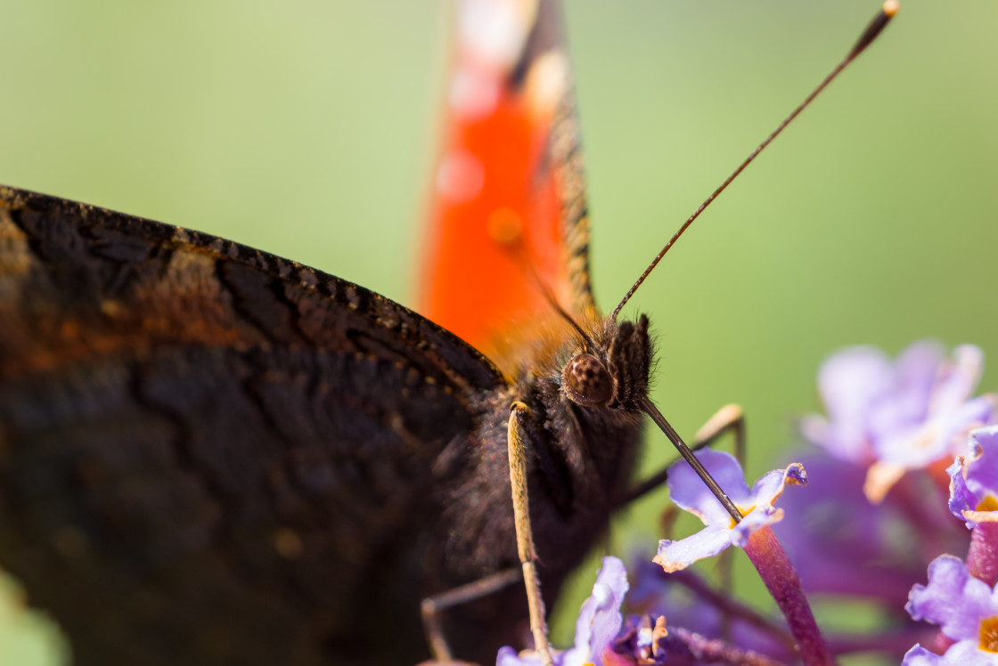 "Peacock Butterfly" stock image