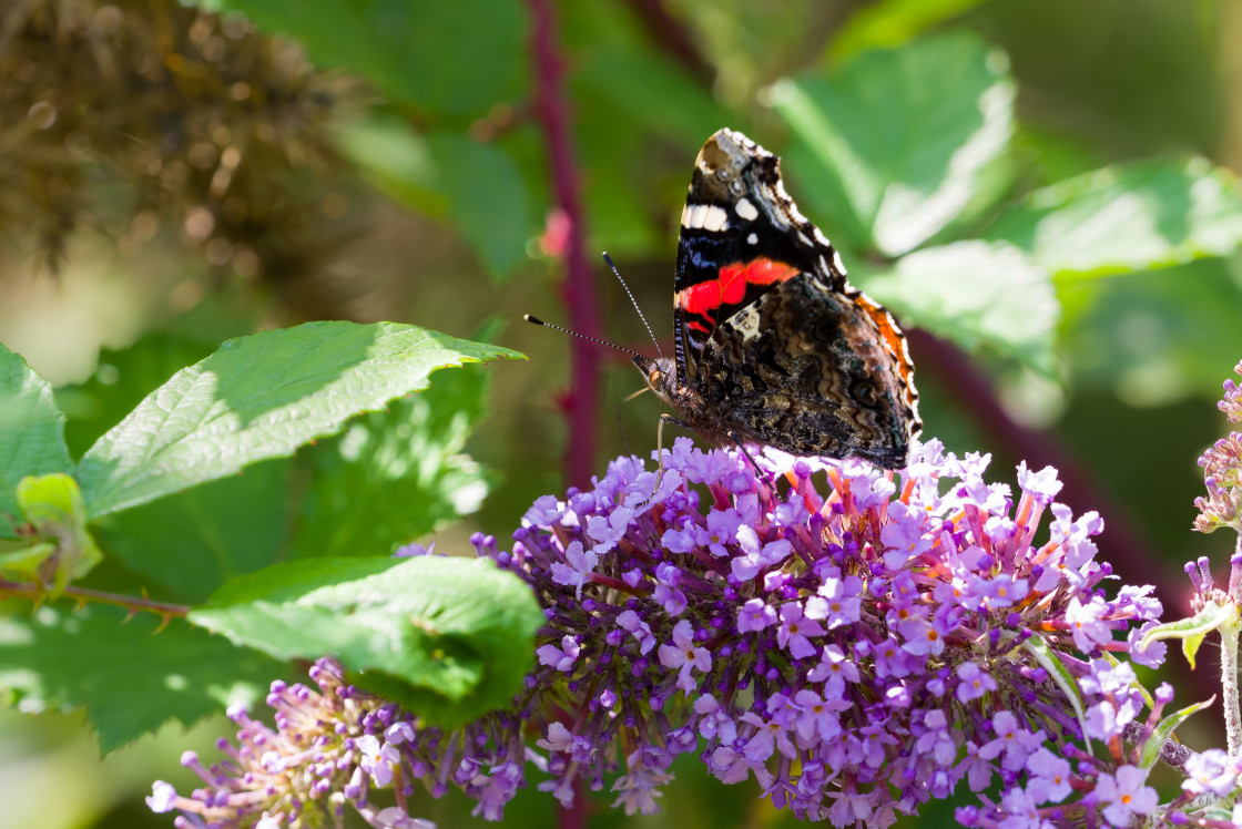 "Red Admiral" stock image