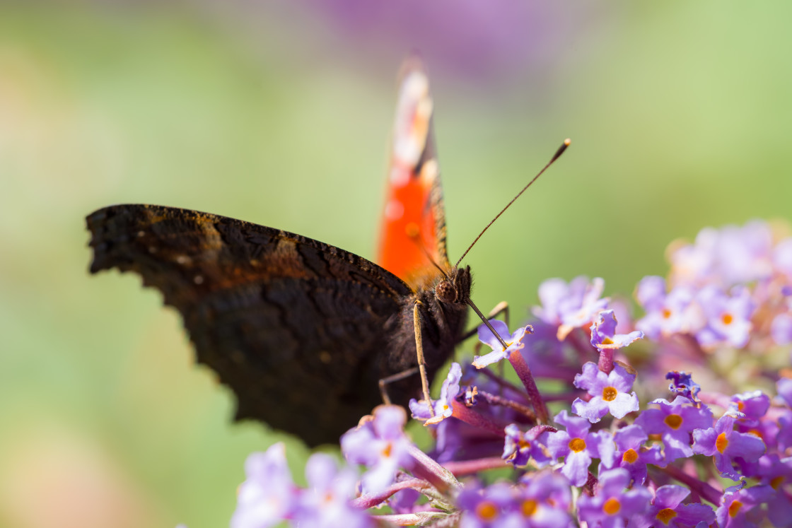 "Peacock Butterfly" stock image