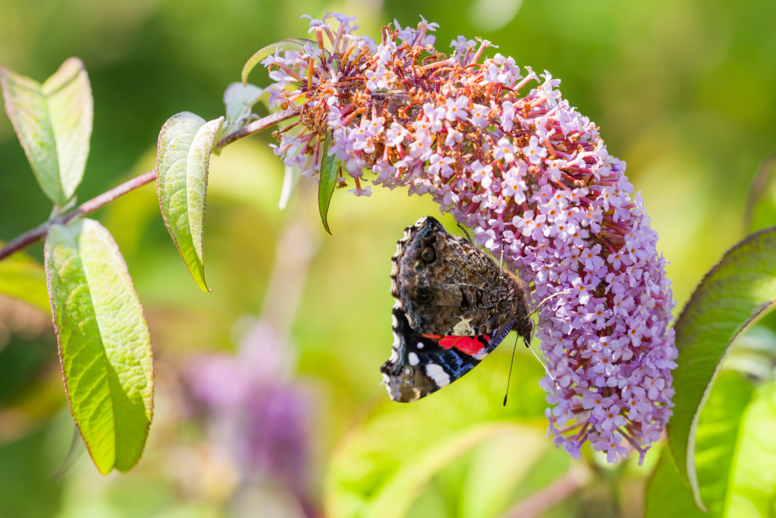 "Red Admiral" stock image