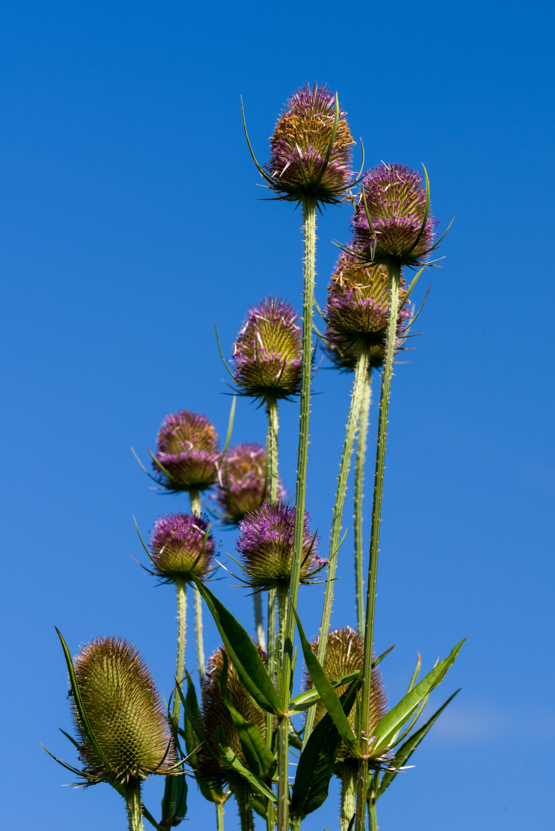 "Teasel Flowers" stock image