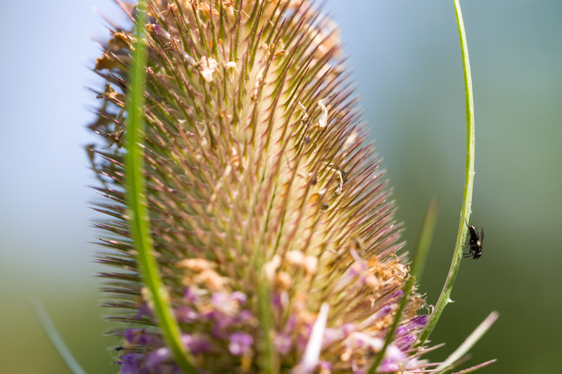 "Teasel Conical Head" by Gordon England - $12.55 "Teasel Conical Head" stock image
