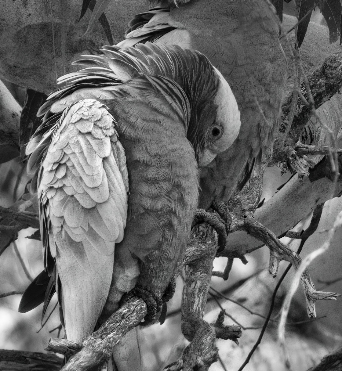 "Preening Galah" stock image