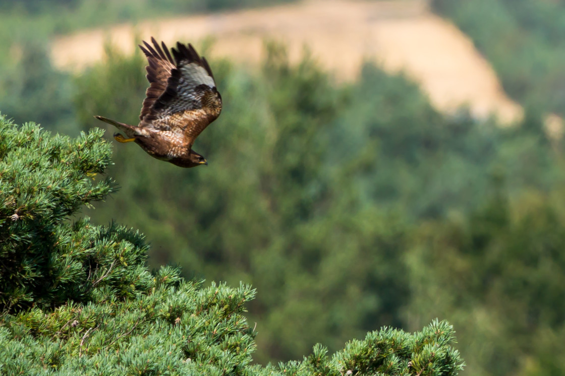 "Buzzard" stock image