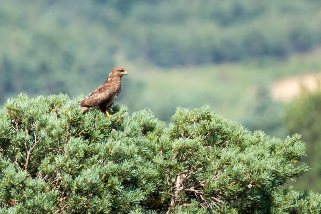 "Buzzard" stock image