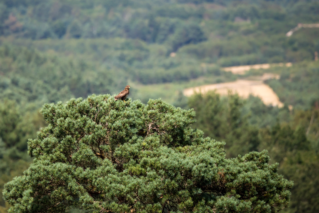 "Buzzard" stock image