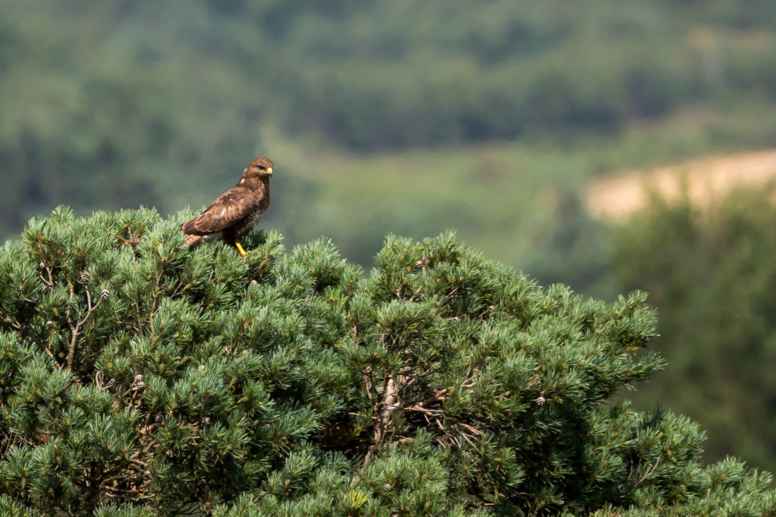 "Buzzard" stock image