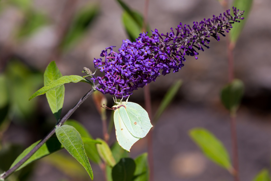 "Brimstone on Buddleia" by Gordon England - $12.55 "Brimstone on Buddleia" stock image