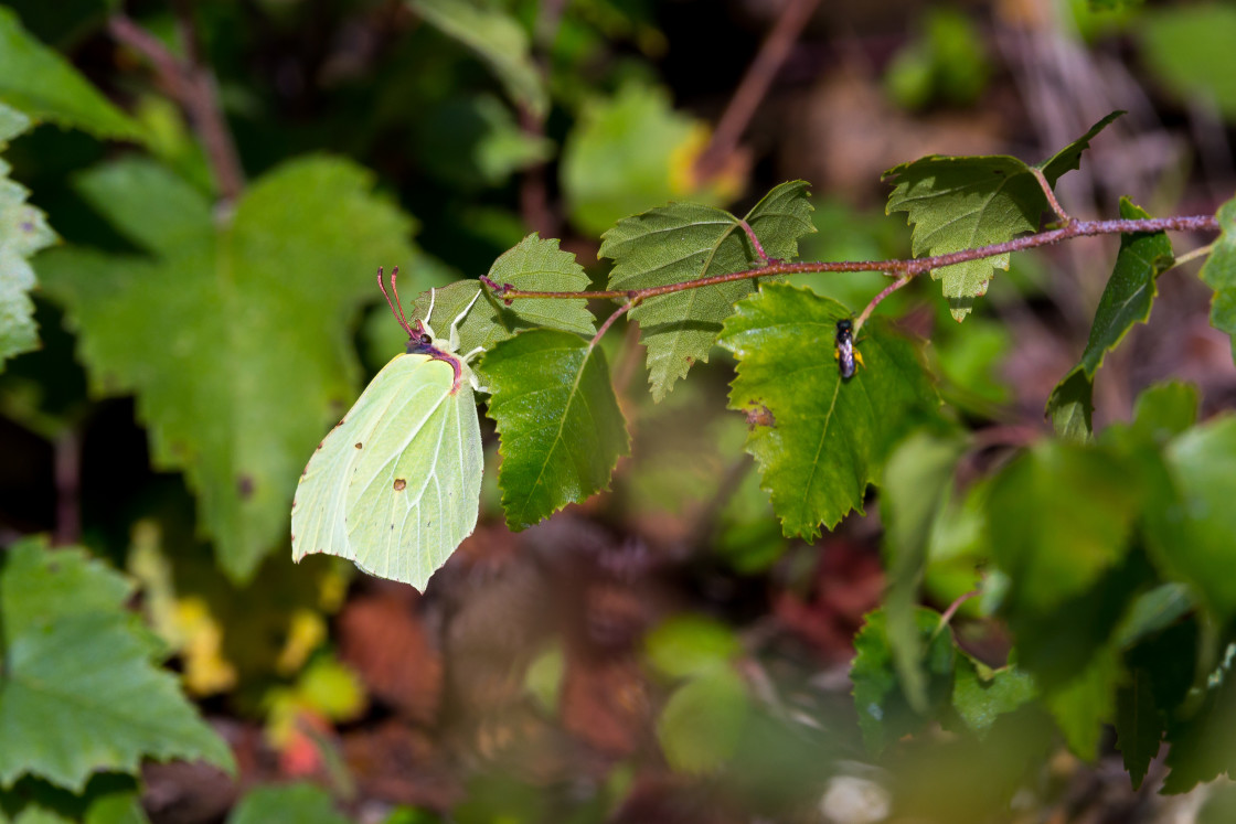 "Brimstone" stock image