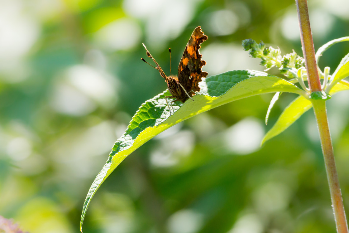 "Comma Butterfly" stock image