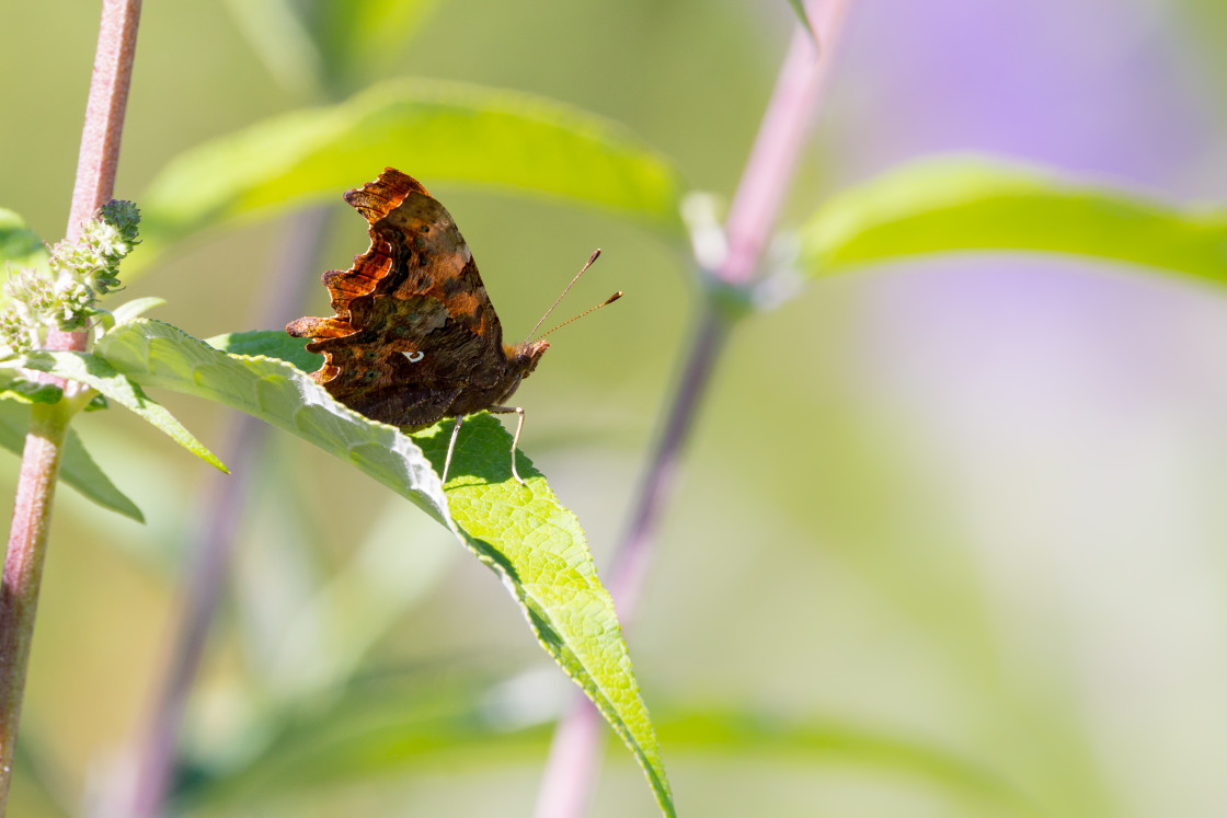 "Comma Butterfly" by Gordon England - $12.55 "Comma Butterfly" stock image
