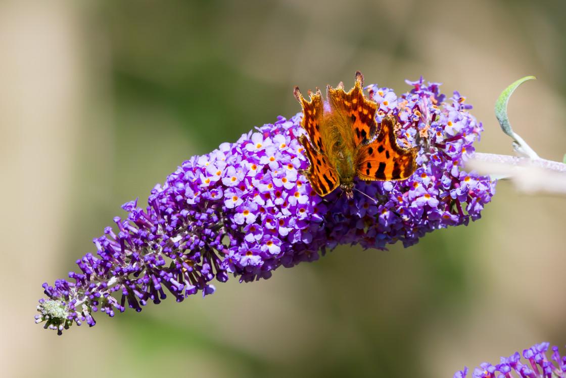 "Comma Butterfly" stock image