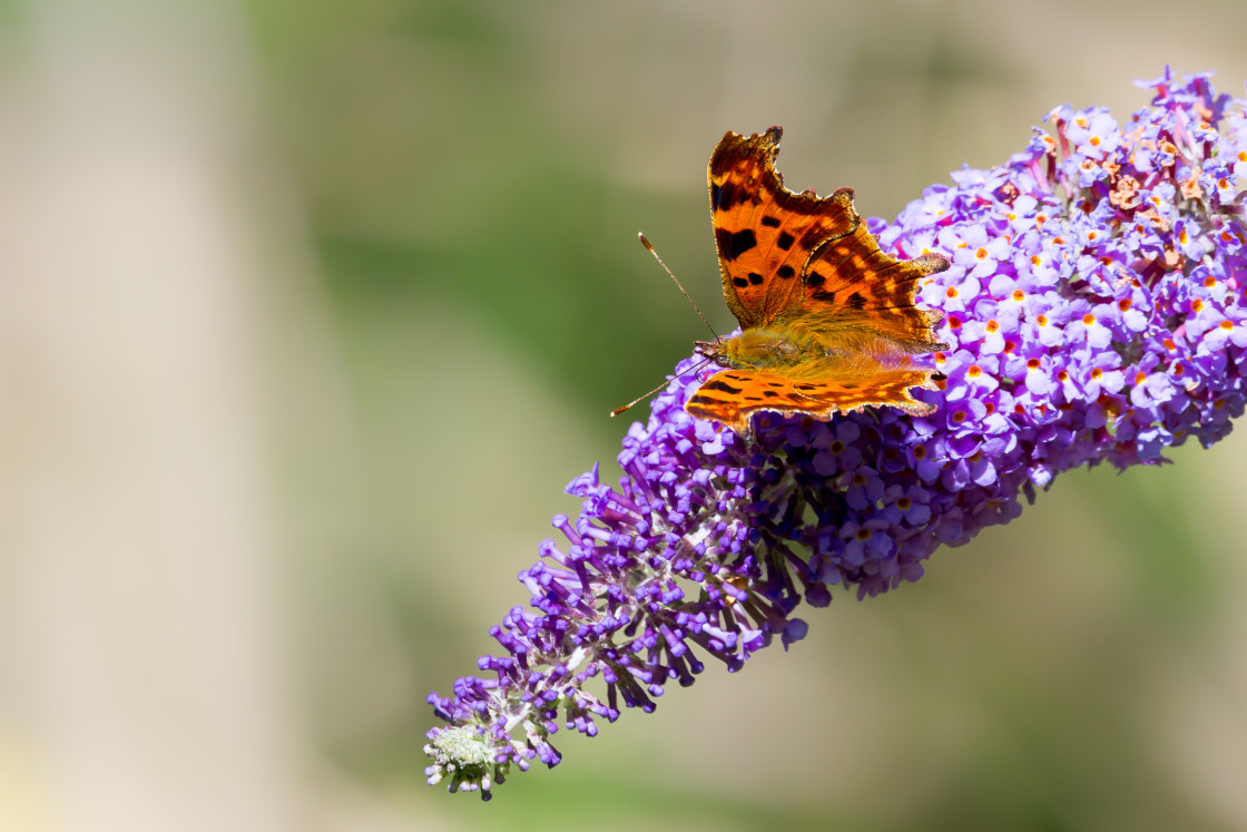 "Comma Butterfly" stock image