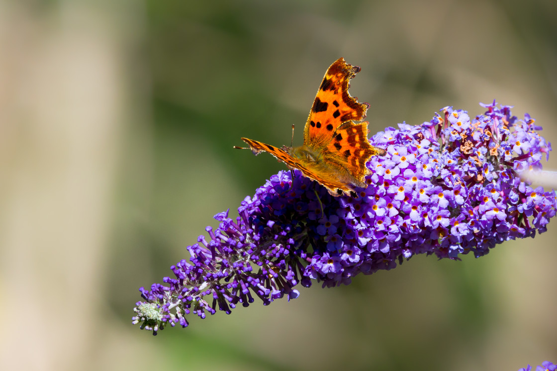 "Comma Butterfly" stock image