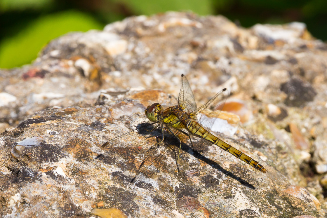 "Common Darter" stock image