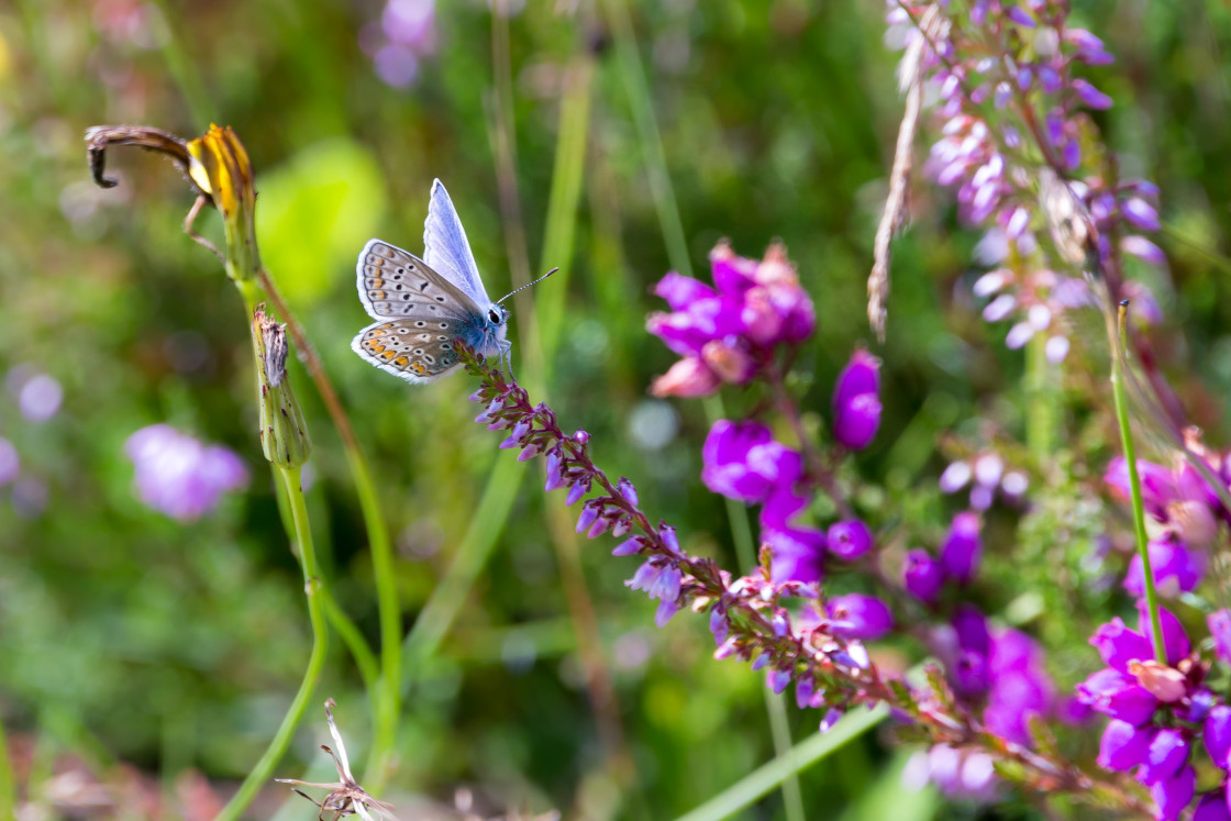 "Common Blue Butterfly" stock image