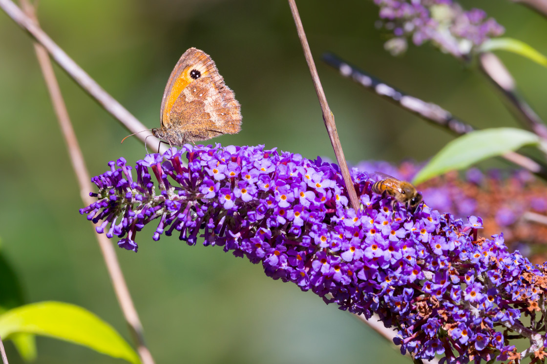 "Gatekeeper" stock image