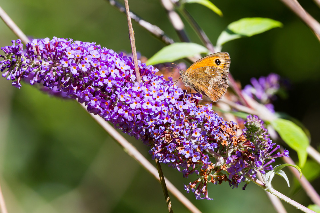 "Gatekeeper" stock image