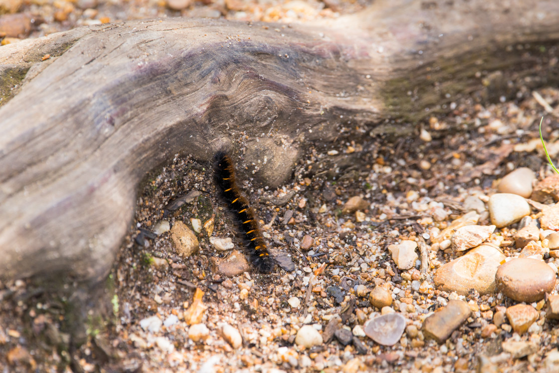 "Fox Moth Caterpillar" stock image