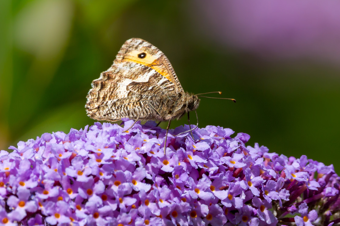 "Grayling Butterfly" stock image