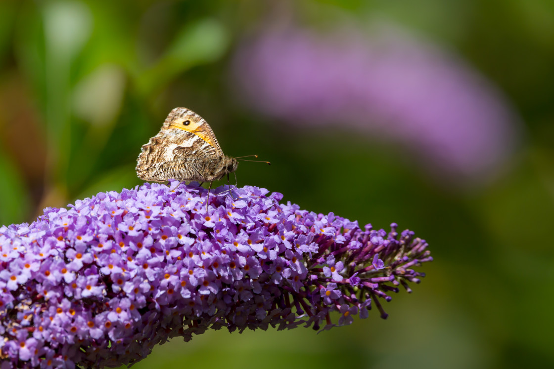 "Grayling Butterfly" stock image