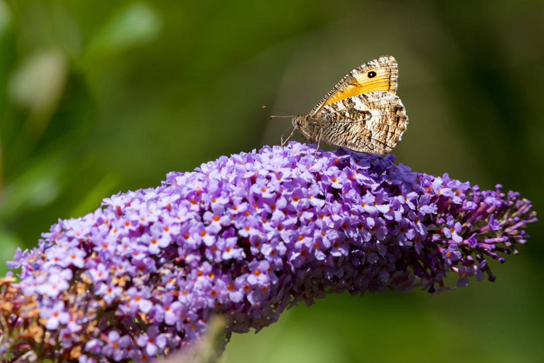 "Grayling Butterfly" stock image