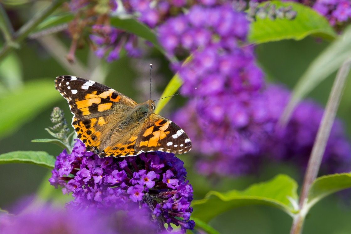 "Painted Lady Butterfly" stock image
