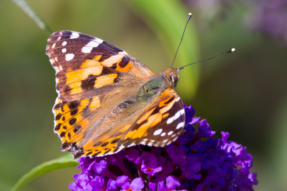 "Painted Lady Butterfly" stock image