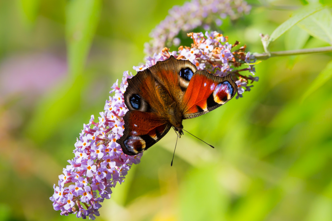 "Peacock Butterfly" stock image