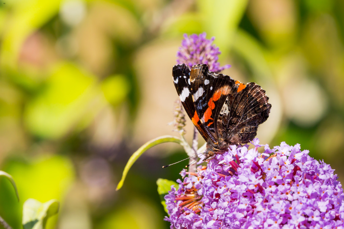 "Red Admiral" stock image