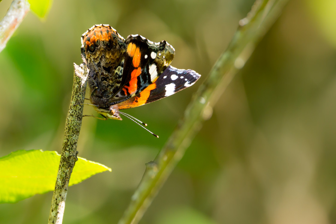 "Red Admiral" by Gordon England - $12.63 "Red Admiral" stock image