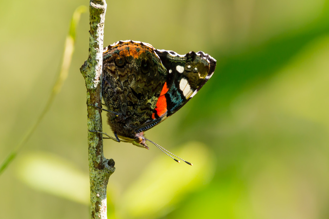 "Red Admiral" by Gordon England - $12.70 "Red Admiral" stock image