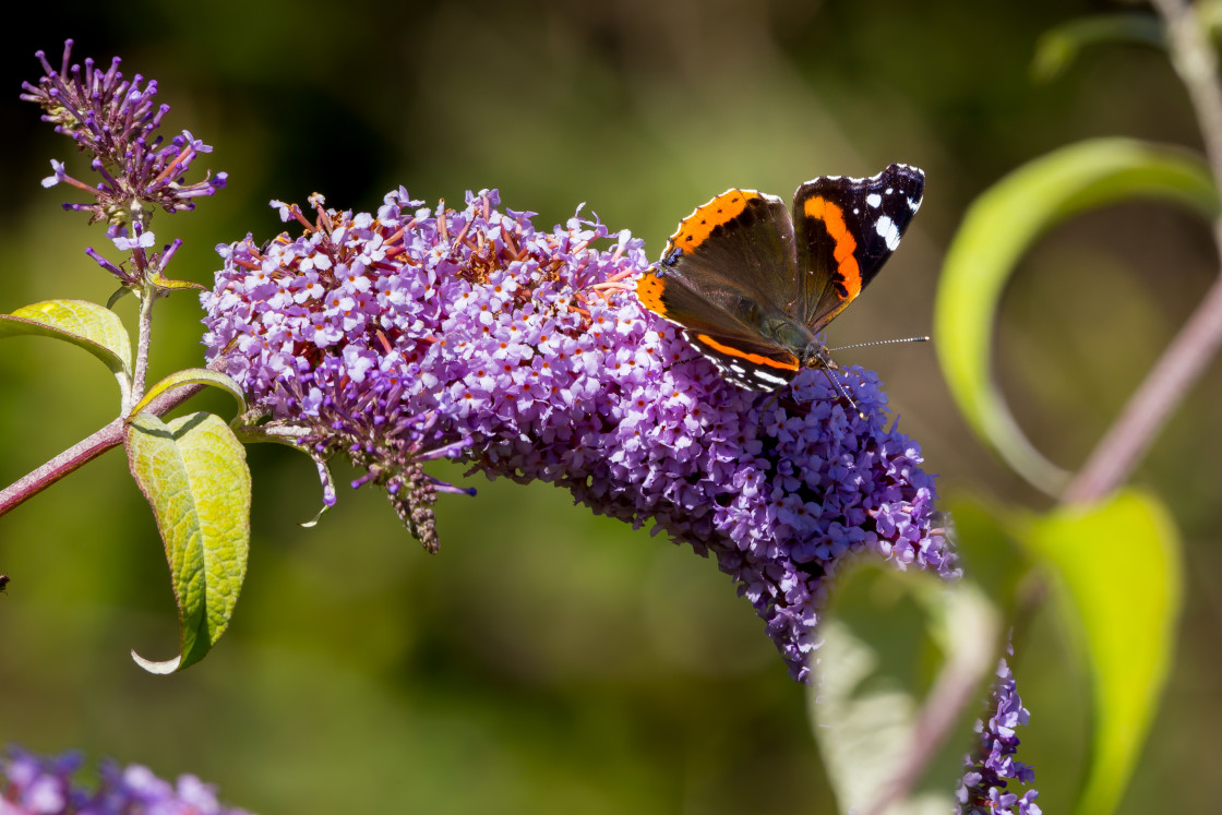 "Red Admiral" stock image