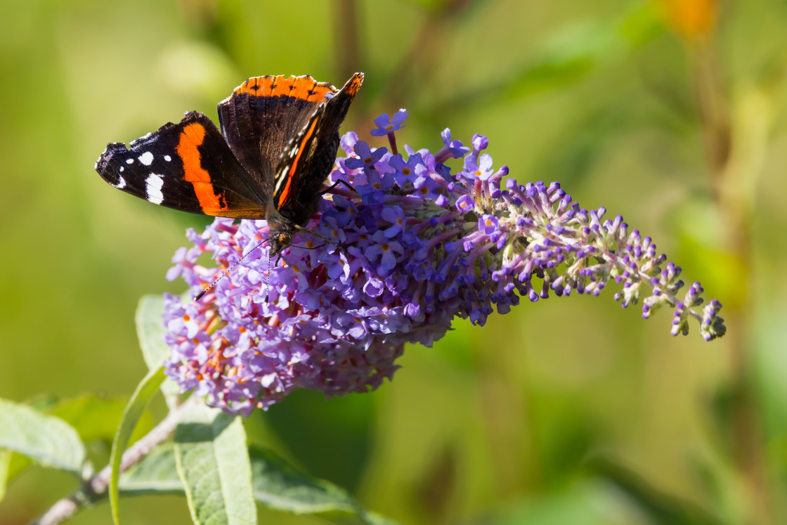 "Red Admiral" by Gordon England - $12.55 "Red Admiral" stock image