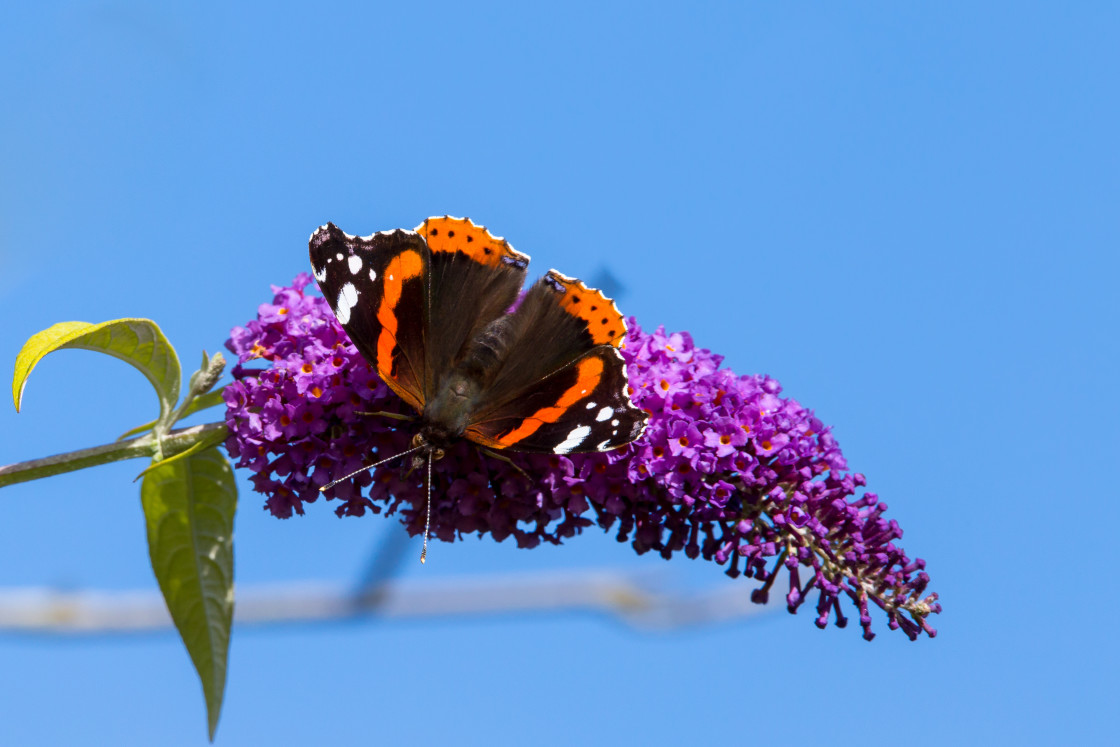 "Red Admiral" by Gordon England - $12.71 "Red Admiral" stock image