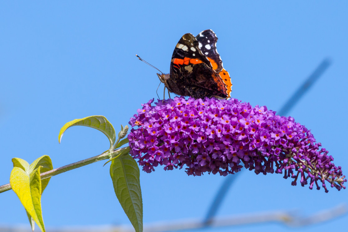 "Red Admiral" by Gordon England - $12.71 "Red Admiral" stock image