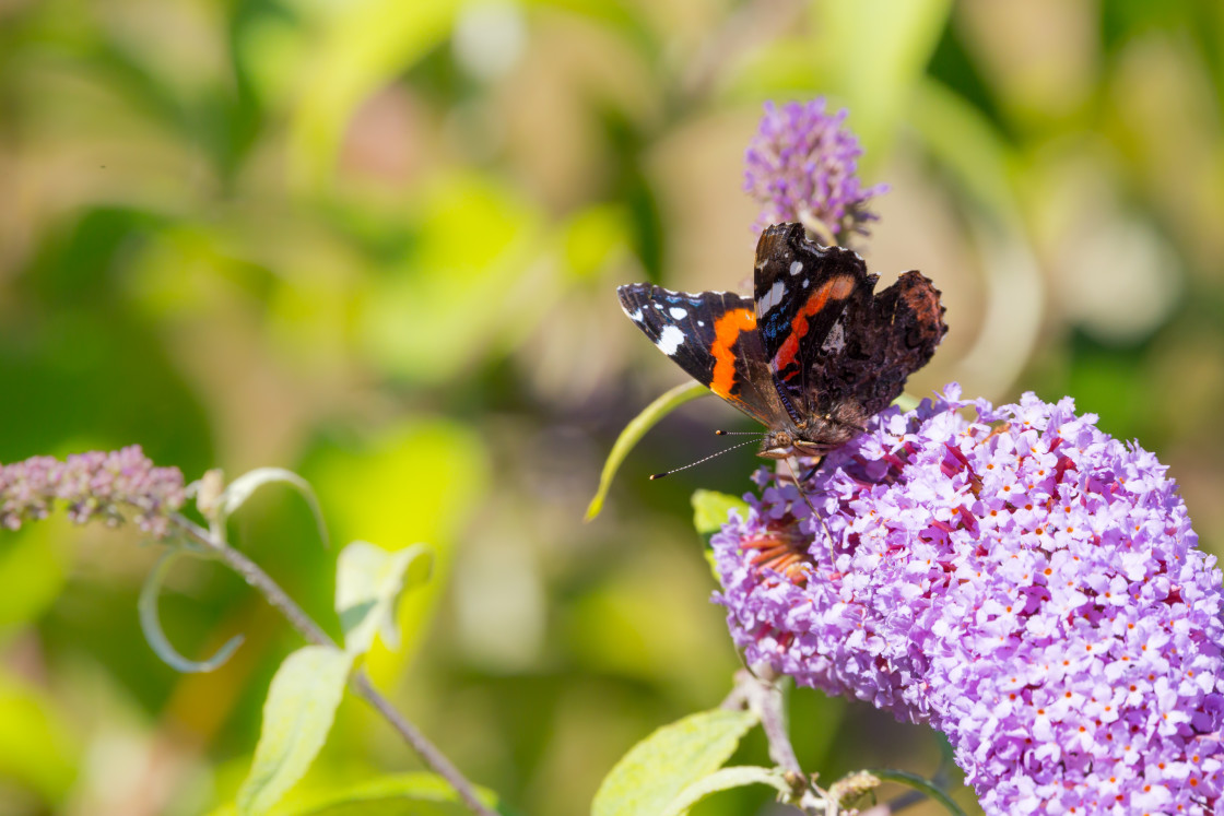"Red Admiral" by Gordon England - $12.70 "Red Admiral" stock image