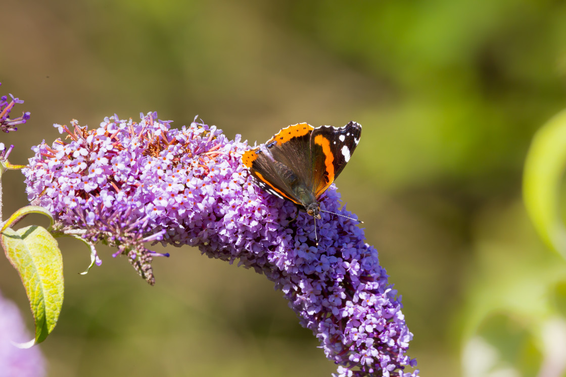 "Red Admiral" stock image