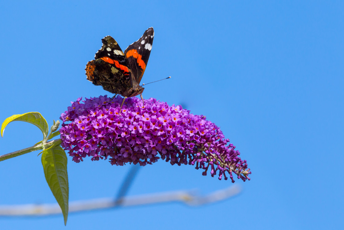 "Red Admiral" stock image